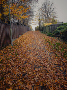 autumn in the park