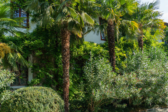 Scene evokes tranquil, tropical atmosphere typical of Mediterranean climates. Nikitsky Botanical Garden. Yalta, Crimea