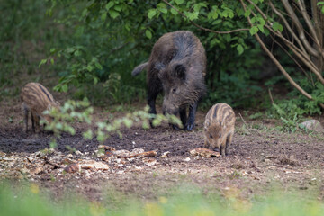Wild boar sow with cute striped piglets foraging in a forest clearing in Latvia. © Gatis