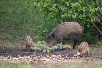 Wild boar sow with cute striped piglets foraging in a forest clearing in Latvia. © Gatis