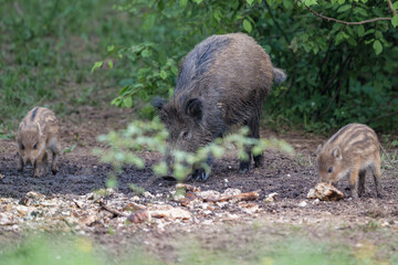 Wild boar sow with cute striped piglets foraging in a forest clearing in Latvia. © Gatis
