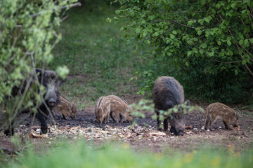Wild boar sounder with sows and small striped piglets foraging for food in a forest clearing in Latvia. © Gatis