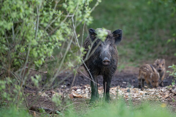 Wild boar sow looking at camera through green bushes with cute striped piglets in a forest in Latvia. © Gatis