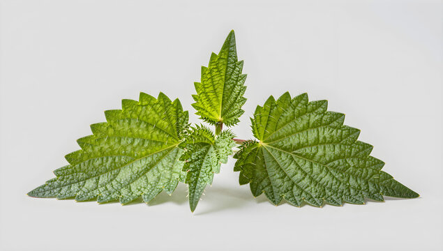 Fresh green nettle leaf with stinging hairs
