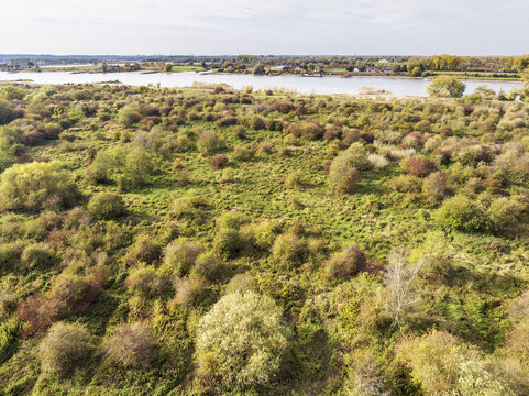Aerial view of nature reserve Millingerwaard featuring floodplains with dense shrubs and trees with autumn foliage along the river Waal in Kekerdom, Gelderland, Netherlands.