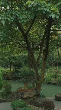 Chengdu, Sichuan, China. Girl Is Sitting Among Bonsai Trees. Garden Area Of Wuhou Memorial Temple. Comfortable Environment To Embrace Nature. Ornamental Bonsai Tree