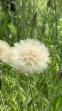 Close-up shot of a fluffy white dandelion seed head blowing gently in the wind against a lush green grass background. Macro video of a giant wild salsify blowball in a vibrant summer meadow, showcasin
