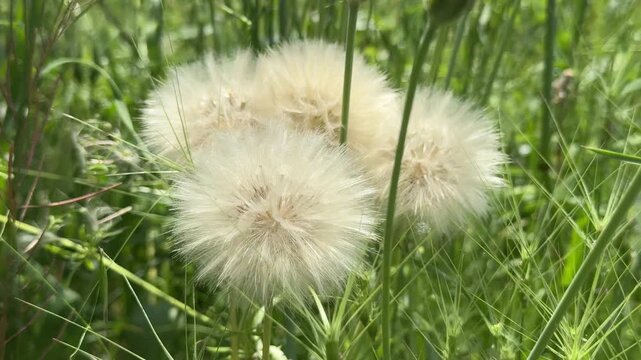 Close-up shot of a fluffy white dandelion seed head blowing gently in the wind against a lush green grass background. Macro video of a giant wild salsify blowball in a vibrant summer meadow, showcasin