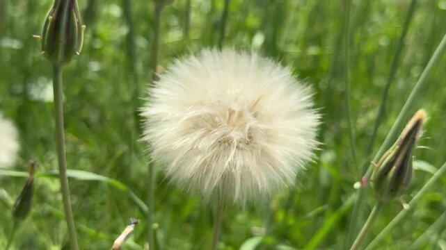 Close-up shot of a fluffy white dandelion seed head blowing gently in the wind against a lush green grass background. Macro video of a giant wild salsify blowball in a vibrant summer meadow, showcasin