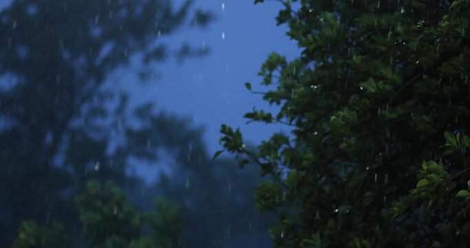 Rain falling through tree branches at dusk with a peaceful natural atmosphere. Cinematic rainfall, wet leaves, monsoon weather, relaxation, environment, and nature background