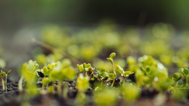 Macro Close Up of Fresh Seedlings Germinating in Organic Soil