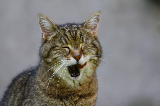Hauskatze