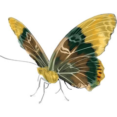 butterfly isolated Transparent watercolour © svatmav