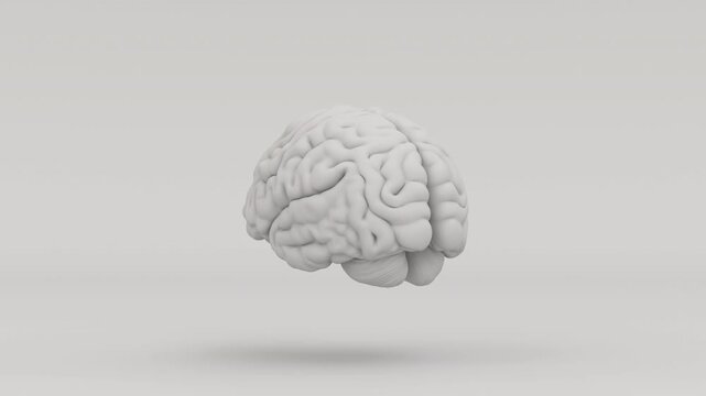 Human Brain Matte Grey Anatomical Brain Model 3D Illustration 4k Video