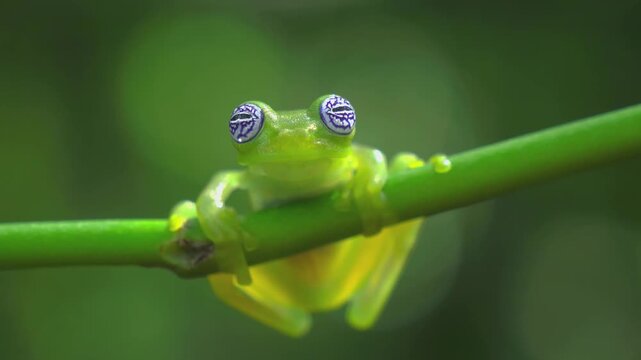 Macro footage of translucent glass frog resting on thin green branch in tropical rainforest habitat closeup.