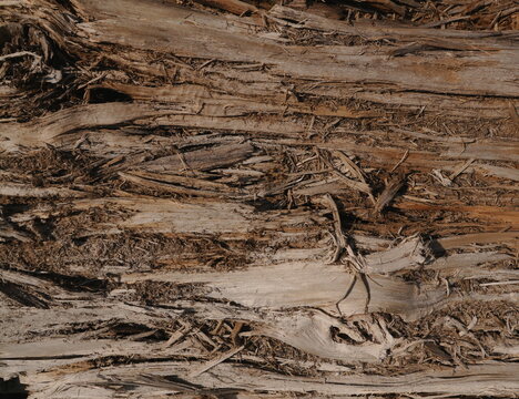 Close-Up Rustic Brown Gray Abstract Wood Texture Background Wallpaper for Grunge Organic Designs Aged Weathered Surface Details