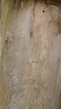 Weathered Wood Grain Texture Abstract Vertical Background - Rustic Brown Grey Organic Surface for Design Projects Close-Up Details