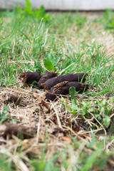 Fototapeta premium Dog feces on the ground. Dog poop in the grass. Dog droppings in a park. Pet feces. Cleaning up after a pet