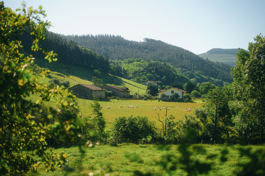 Flock of sheep grazing on green meadow near traditional Basque houses and mountain forest in Atxondo valley.