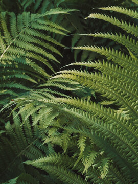 Close-up of green fern leaves in forest, natural botanical foliage background.