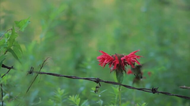 A red bee balm flower behind a barbed wire fence in a green meadow