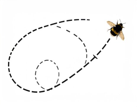 Fuzzy insect with striped body flies along a dashed line path