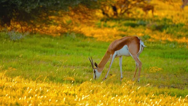 Graceful springbok grazes on lush green and golden sunlit grass in african savanna wild at sunrise.