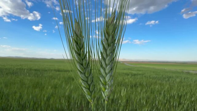 Close-up of vibrant green wheat ears growing in a fertile field under a beautiful blue sky with white clouds, capturing the essence of agriculture, organic farming, and rural nature.