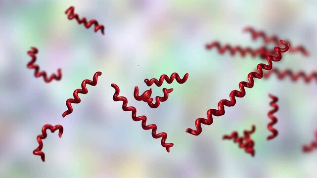 Treponema pallidum, 3D animation illustrating the causative bacterium of syphilis and its role in sexually transmitted infection and systemic disease.