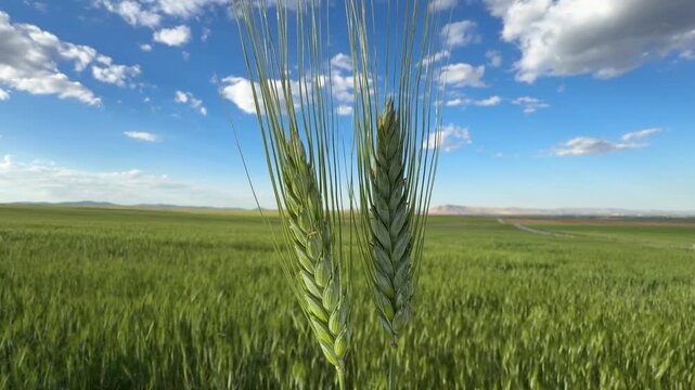 Close-up of vibrant green wheat ears growing in a fertile field under a beautiful blue sky with white clouds, capturing the essence of agriculture, organic farming, and rural nature.
