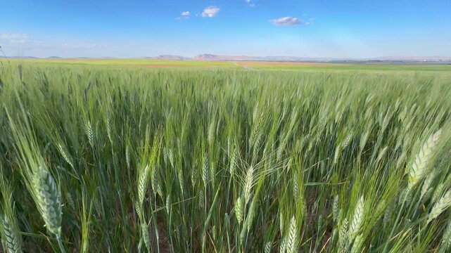 Panoramic view of a lush green wheat field swaying gently under a clear blue sky, capturing the essence of organic agriculture, rural landscape, and fresh environmental growth.