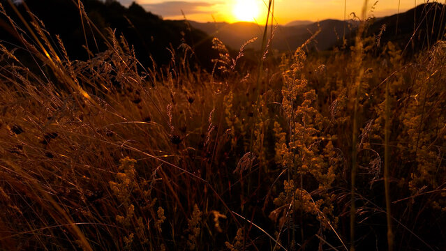 Summertime golden colors on meadow flowers.