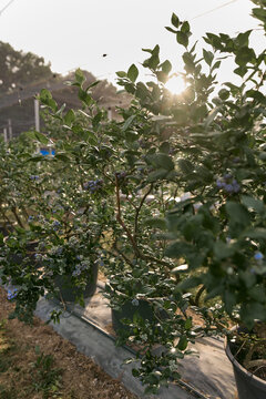 Fresh blueberries ready for seasonal picking on a farm.
