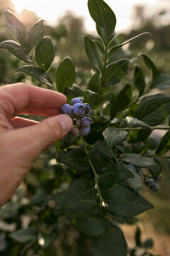 Farmer holding fresh blueberries on a farm.