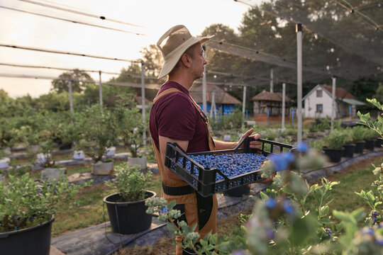 Farmer picking fresh blueberries on a farm.
