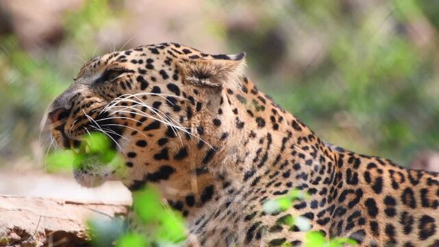 Leopard head profile in wild nature, majestic spotted leopard resting in green jungle, wild african leopard close up portrait