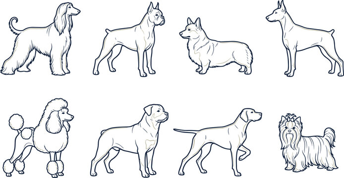 Hand Drawn Purebred Dog Breeds Vector Collection Featuring Afghan Hound, Boxer, Welsh Corgi, Doberman, Poodle, Rottweiler, Pointer, and Shih Tzu Sketches