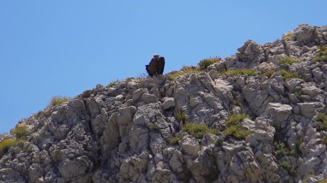 Griffon vulture standing proudly on rocky cliffs against a clear blue sky in Mali Bok beach, basking in the sun in its natural habitat in the Adriatic Sea on Cres Island in Croatia
