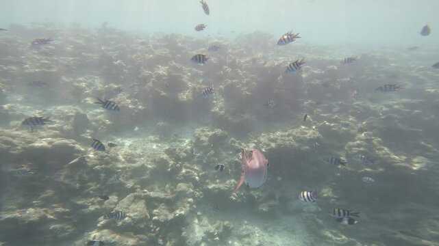 Humpnose big-eye bream swim close to the camera above a tropical coral reef, joined by striped damselfish in the shallow waters of the Maldives.