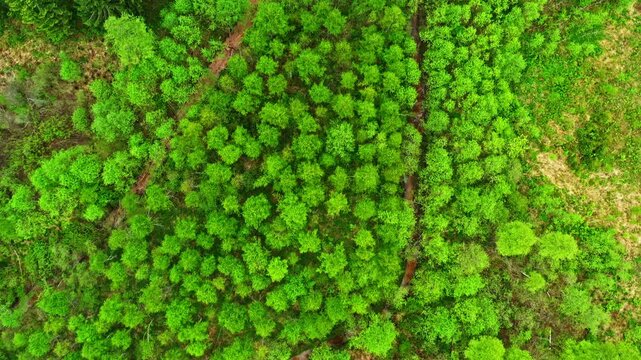 Aerial top-down view flying over vibrant treetops and a dirt path in a spring woodland