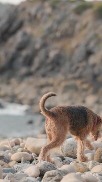 Elder airedale terrier dog walking on a rocky beach