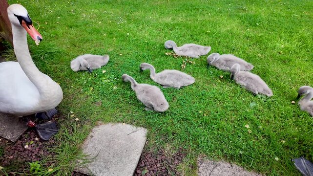 Mute swan parent watching over its group of small grey cygnets eating grass on a green lawn