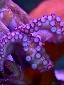 Detailed macro photograph of a giant octopus tentacle showing suction cups and skin texture. Illuminated by glowing pink and purple neon lighting against a deep blue aquarium background. Perfect for