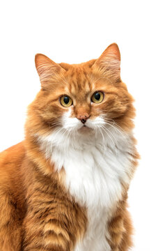 ginger cat looking at camera on white background.