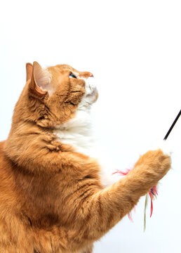 Profile portrait of a playful ginger cat catching a feather toy on white background.