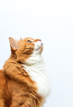 Profile portrait of a fluffy ginger cat looking up on white background.