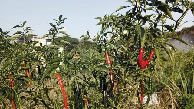 Red chili peppers growing on plant in sunny agricultural field.