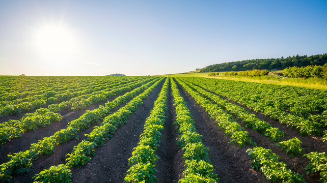 UK, Scotland, Summer sun shining over potato field in summer