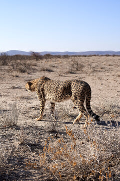 Cheetah walking in the savanna, Damaraland, Namibia