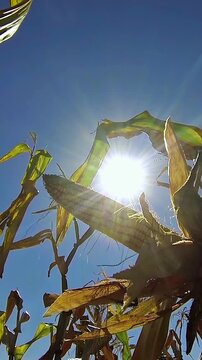 Low Angle Shot of Ripe Corn Ear on Stalk Against Blue Sky with Sun Flare. Successful harvest, agricultural abundance, food security, and the rewarding results of hard farming work.